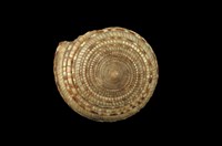 藏品(泰勒車輪螺)的圖片